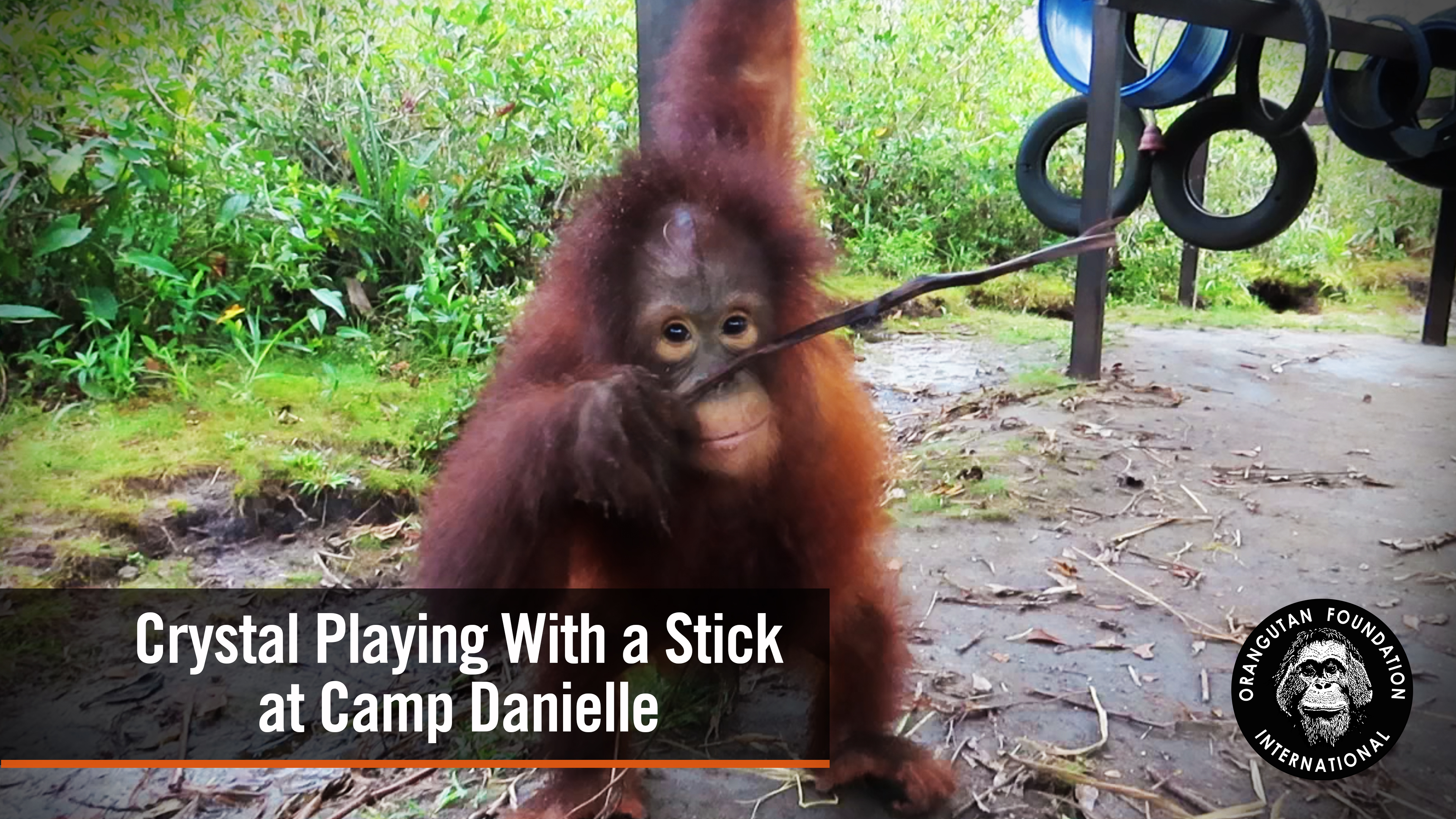 Orangutan Crystal Playing with a stick at Camp Danielle