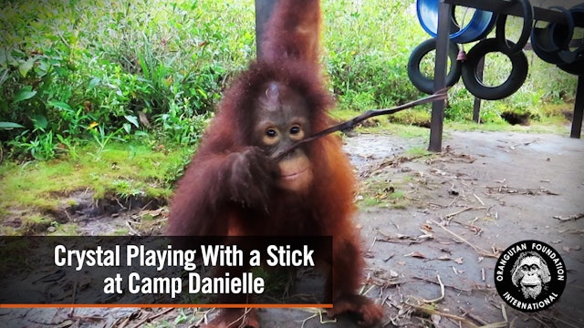 Orangutan Crystal Playing with a stick at Camp Danielle