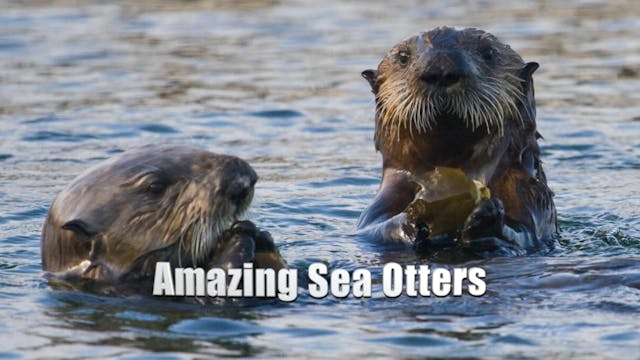  Amazing Sea Otters