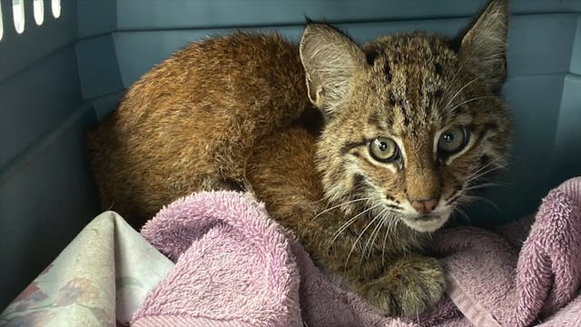 Baby Bobcat Arrives Injured
