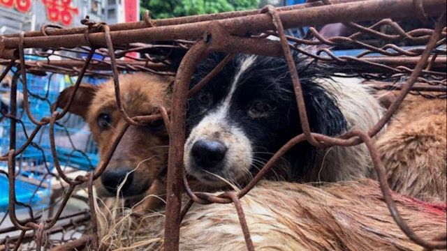 News Conference to Stop Yulin Dog Meat Festival