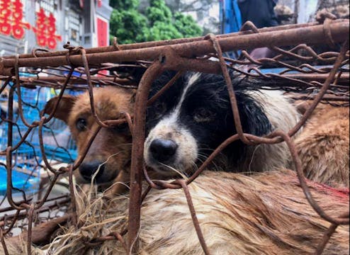 News Conference to Stop Yulin Dog Mea...