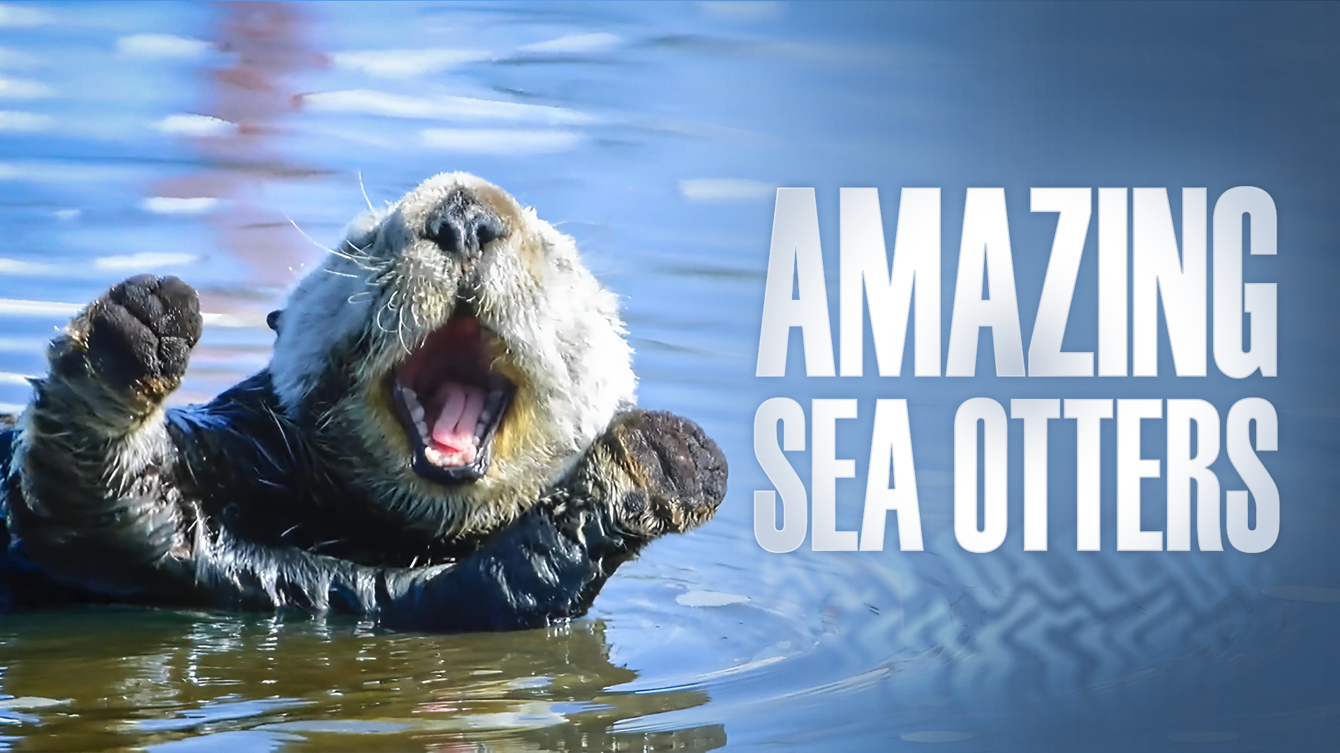  Amazing Sea Otters