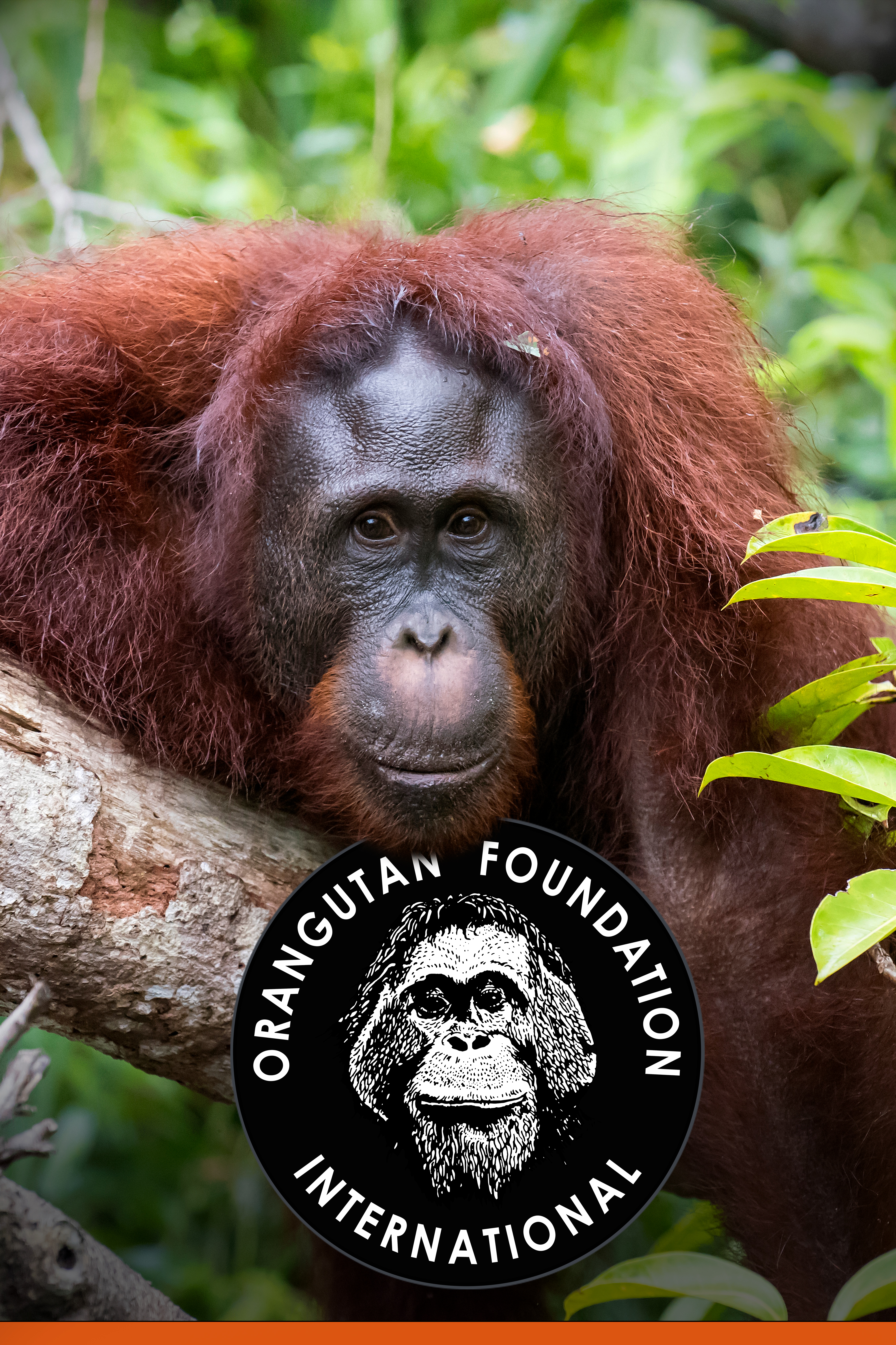 Orangutan Foundation International