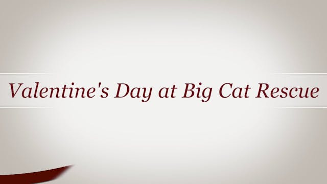 Purr-fect Valentine's Day With Big Cats