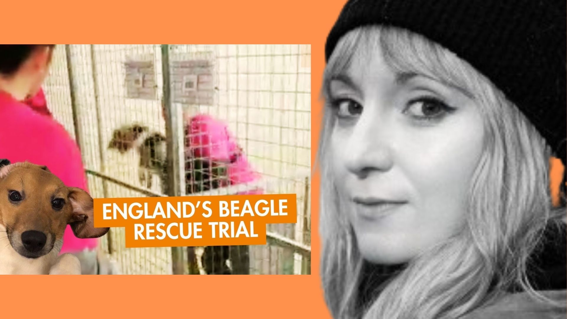 LIVE from England:  Beagle Trial
