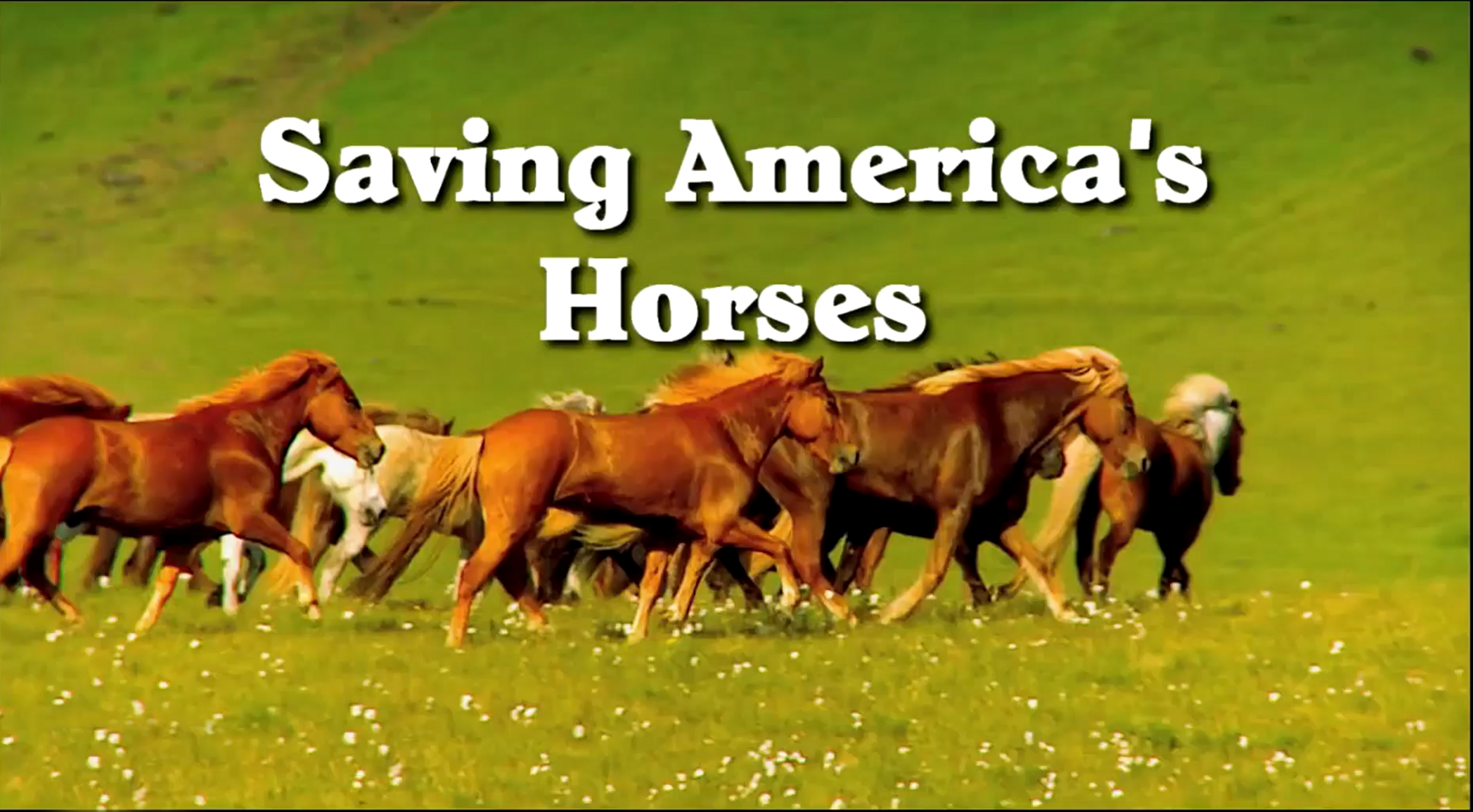 Saving America's Horses