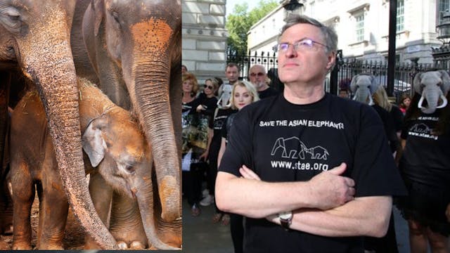 Call For A Ban On Cruel Elephant Tourism