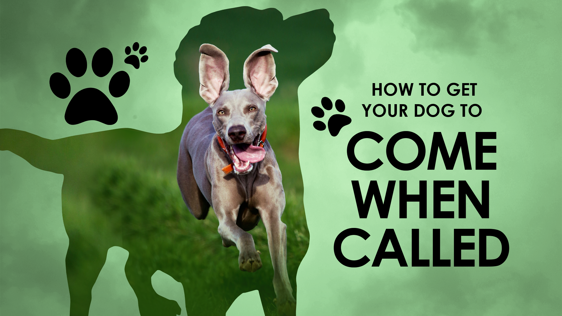 How to Get Your Dog to Come When Called! 