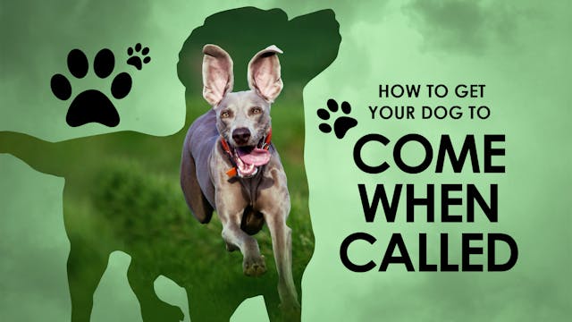 How to Get Your Dog to Come When Call...