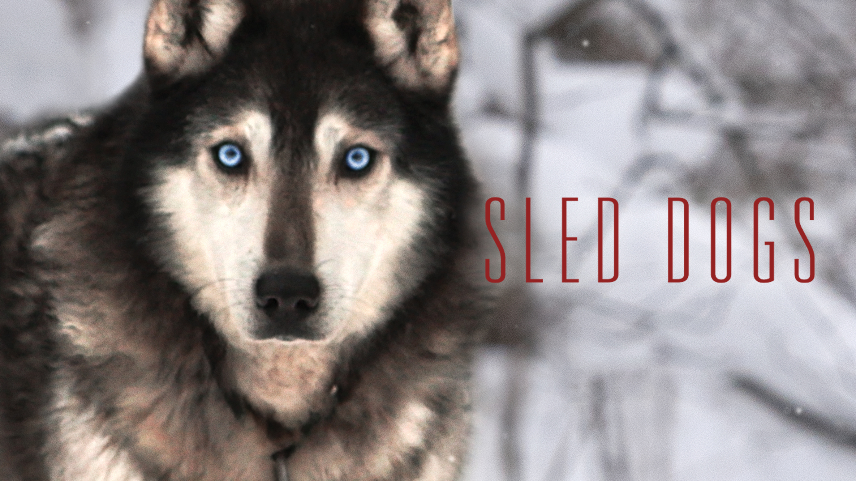 Sled Dogs: Feature Documentary