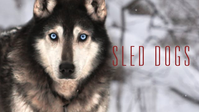Sled Dogs: Feature Documentary