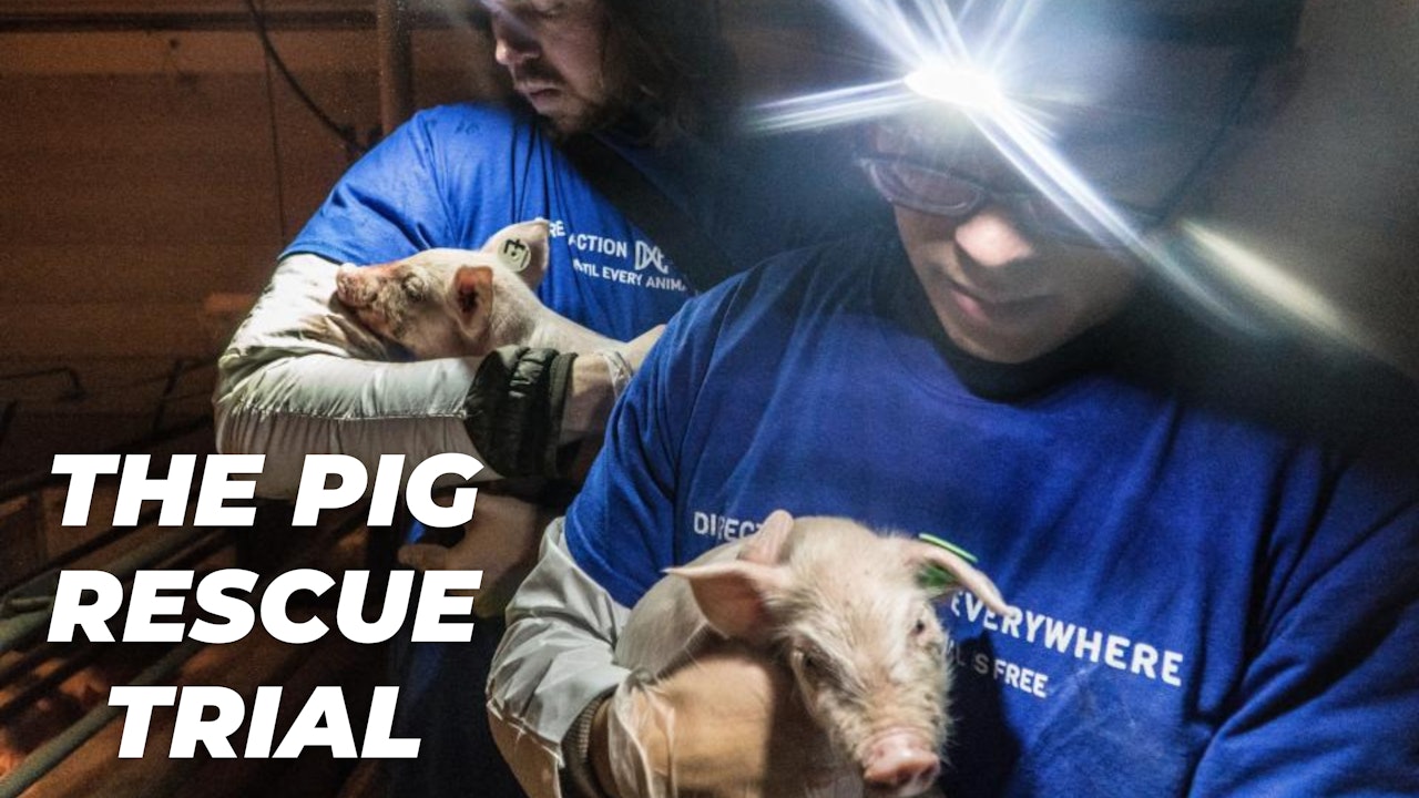 The Pig Rescue Trials