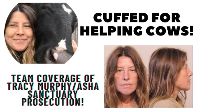 Cuffed for Helping Cows! Tracy Murphy...