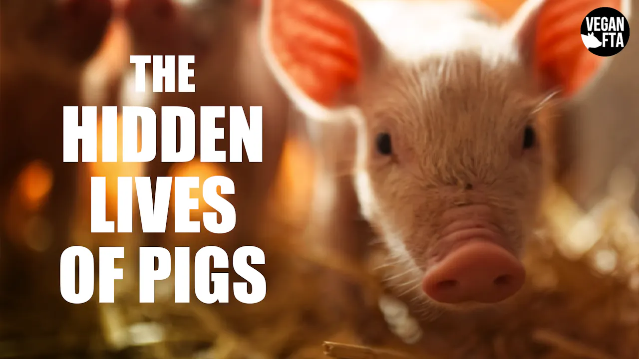 The Hidden Lives of Pigs - Vegan FTA - UNCHAINEDTV