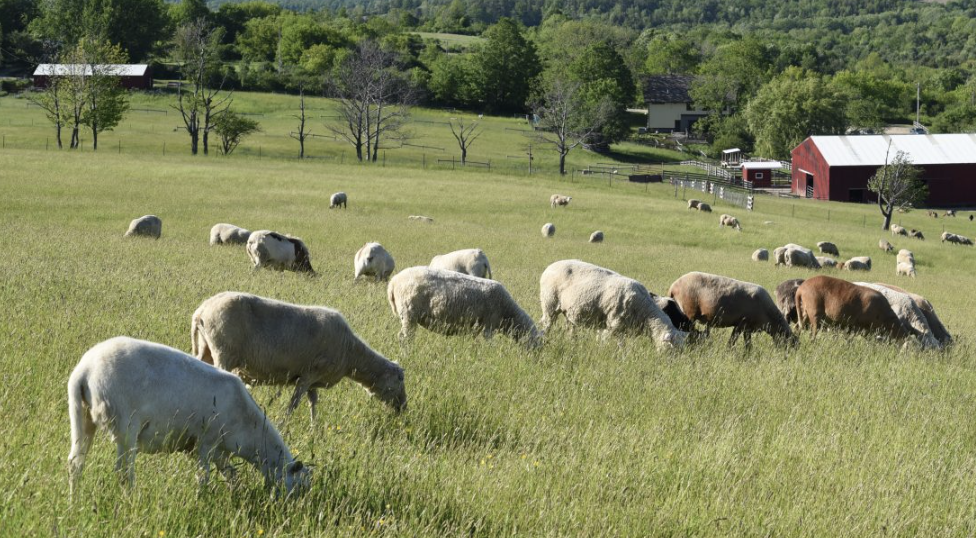 Freedom to Walk... Just Walk.