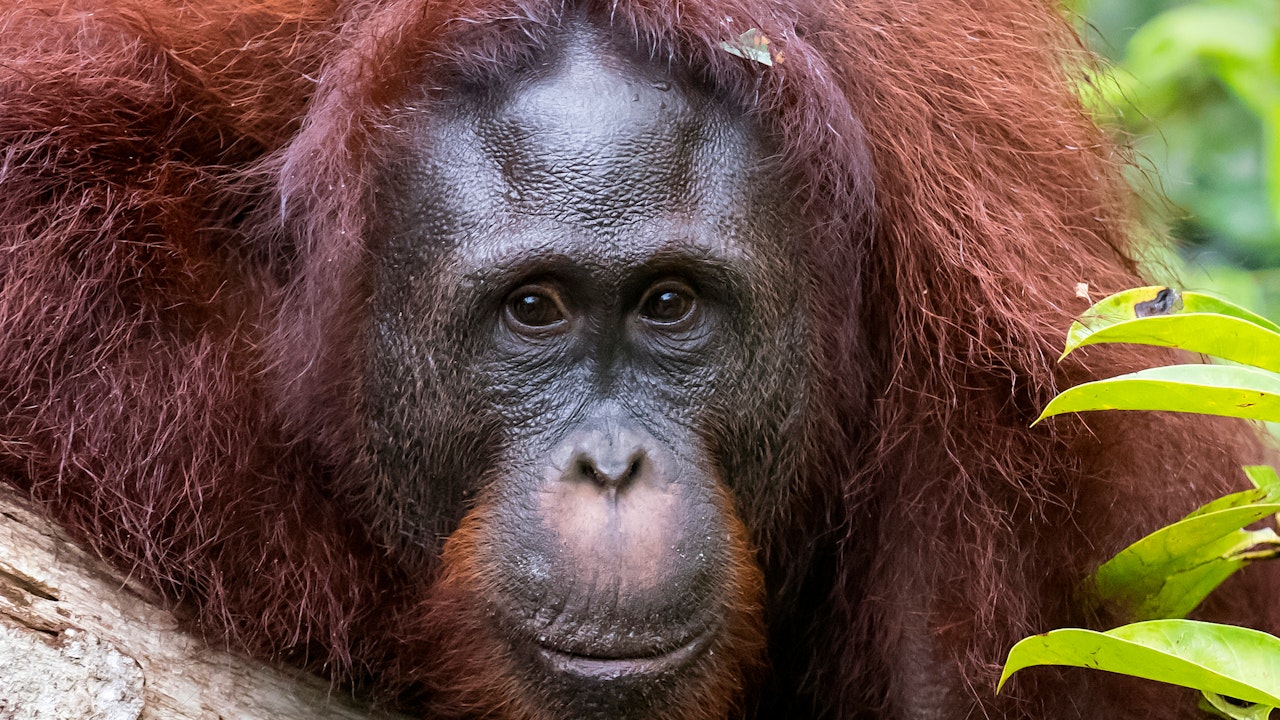 Orangutan Foundation International