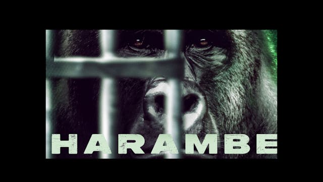 Harambe: True Crime Movie about a Gor...