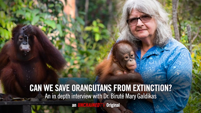 Meet the Woman Saving Orangutans from Extinction!