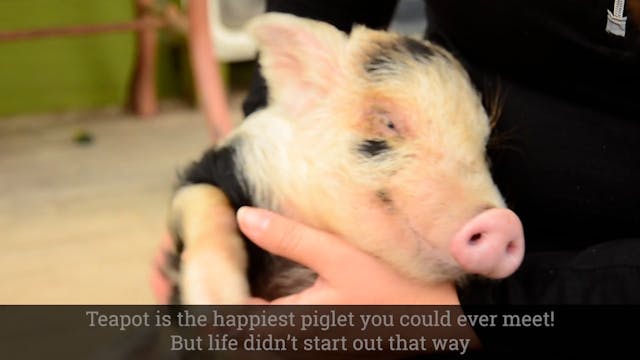 Teapot, the Happiest Piglet