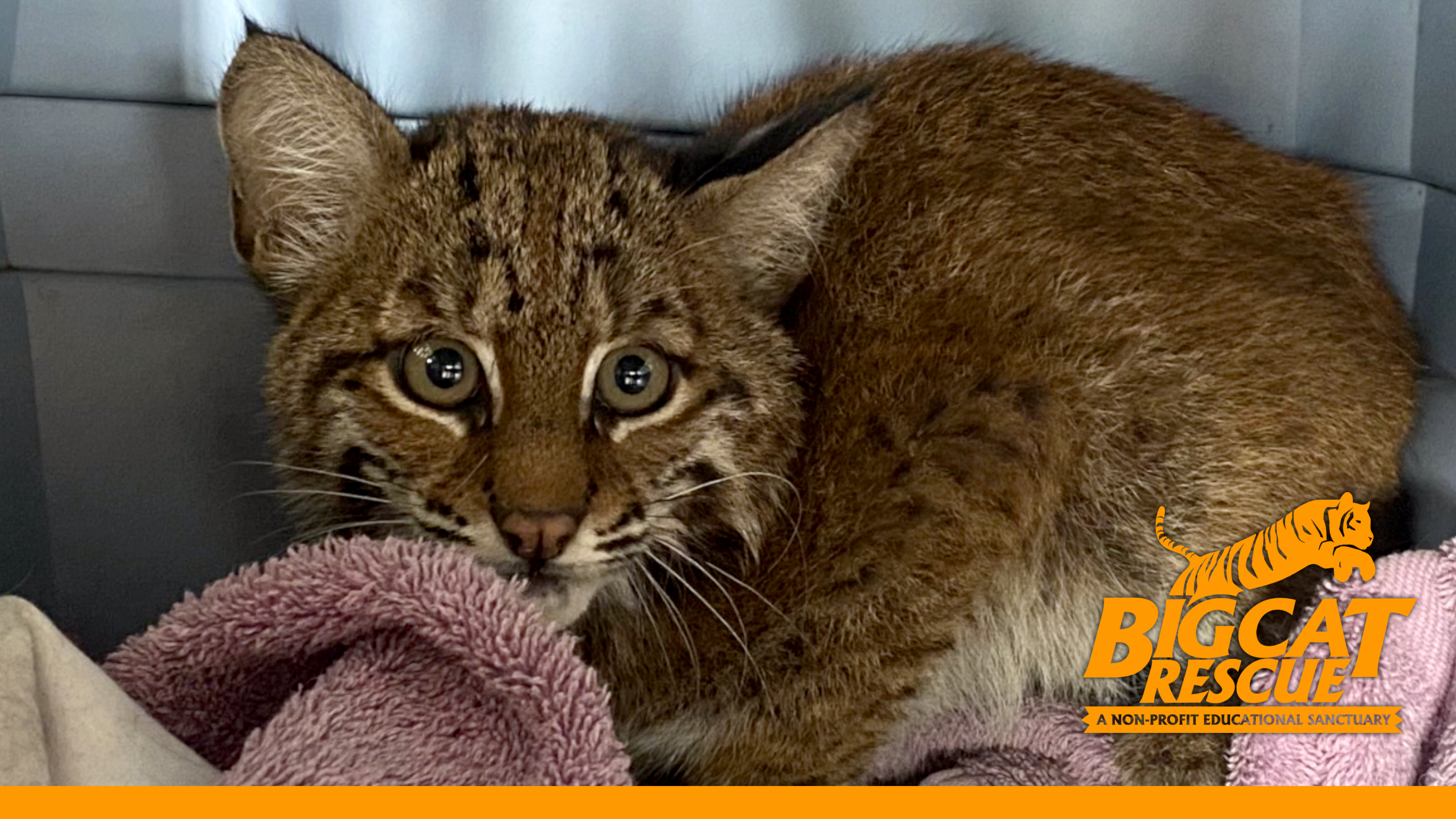 Baby Bobcat Arrives Injured