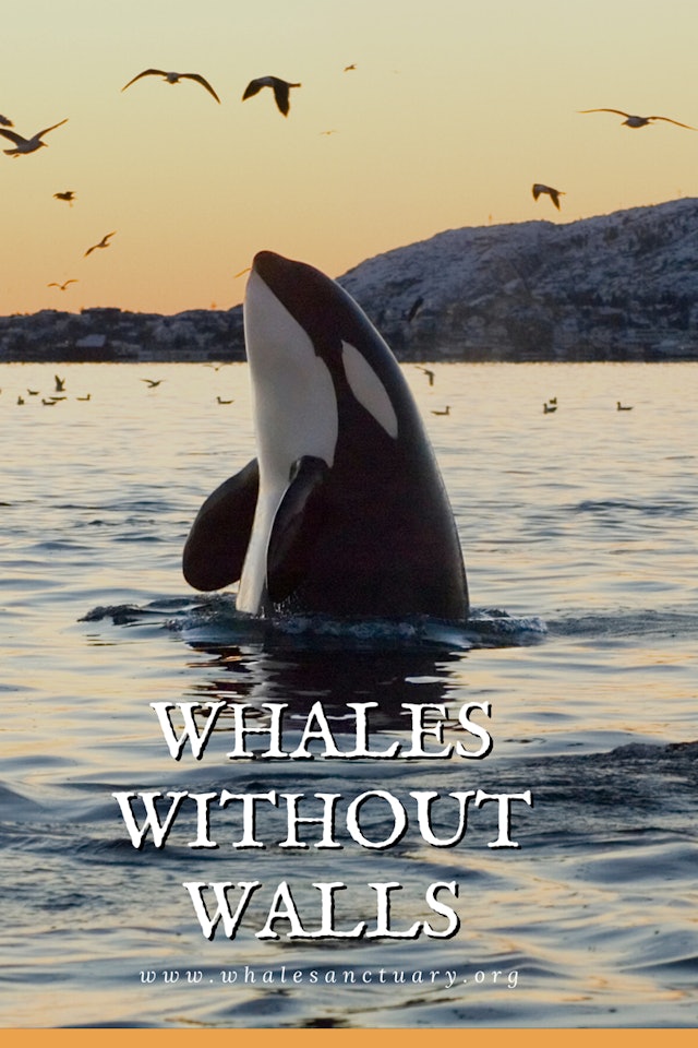 Whales Without Walls