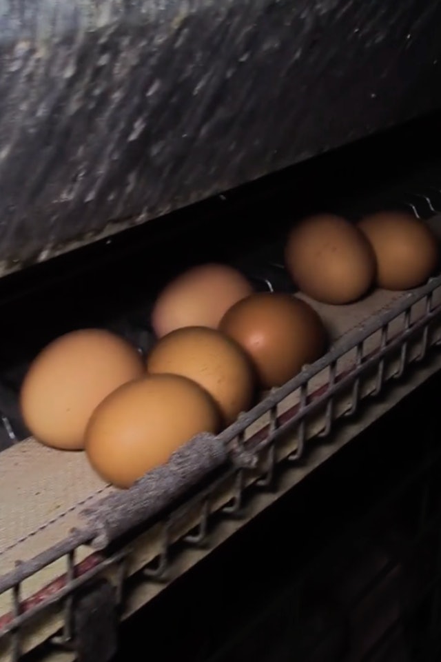 What You Need to Know About Eggs