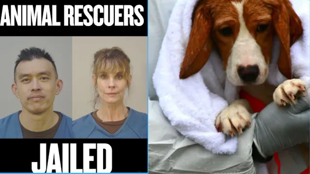 WAYNE HSIUNG: FREED FROM JAIL TALKS!