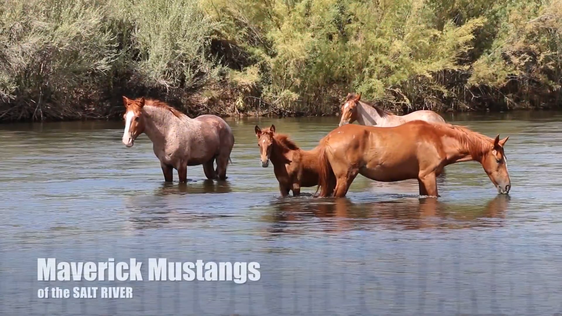 Why Are Wild Horses Under Attack?