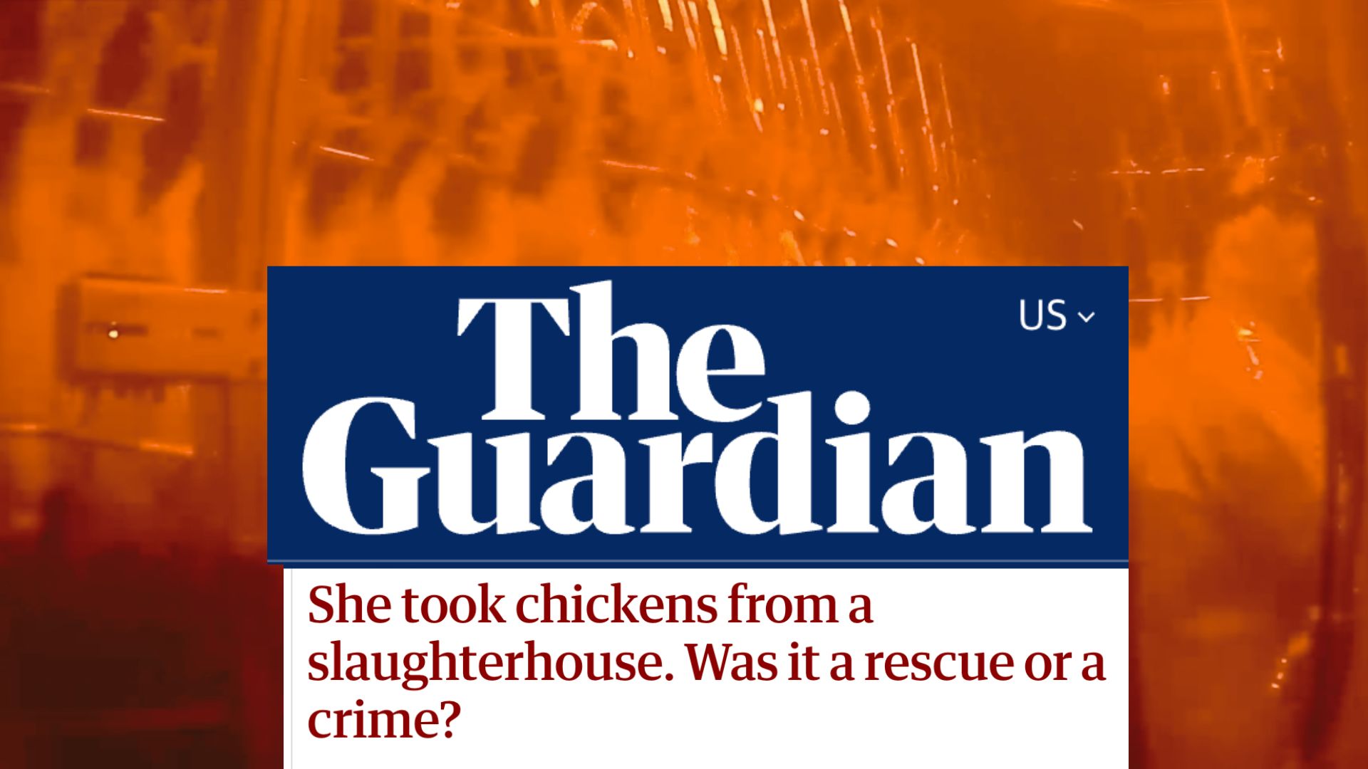 Chicken Rescue Fight Goes Global