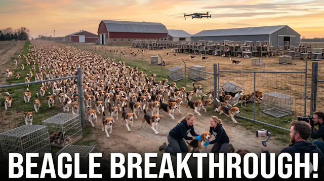 1,500 BEAGLES SET TO BE FREED