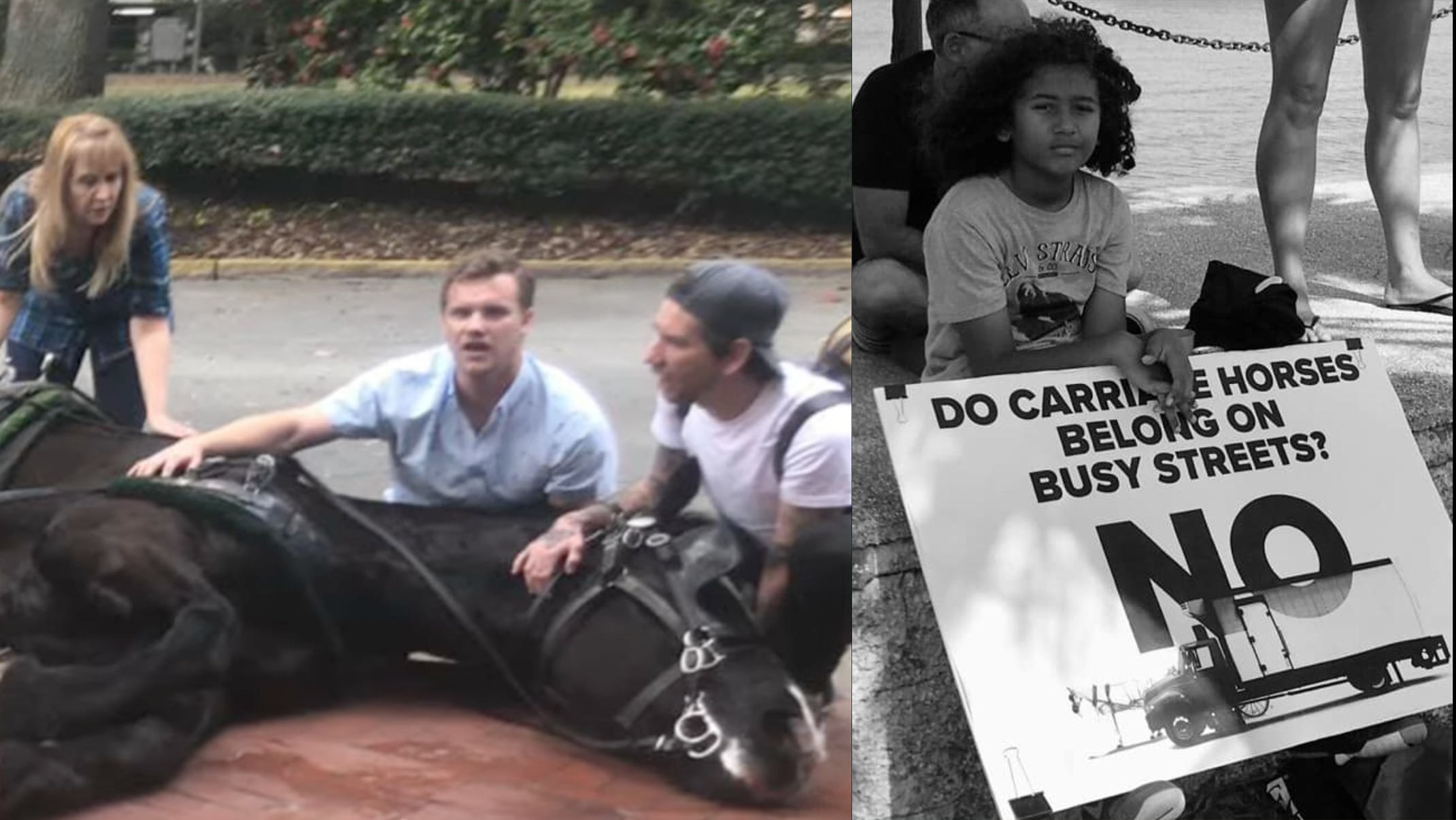 Call To Ban Horse-Drawn Carriages Worldwide