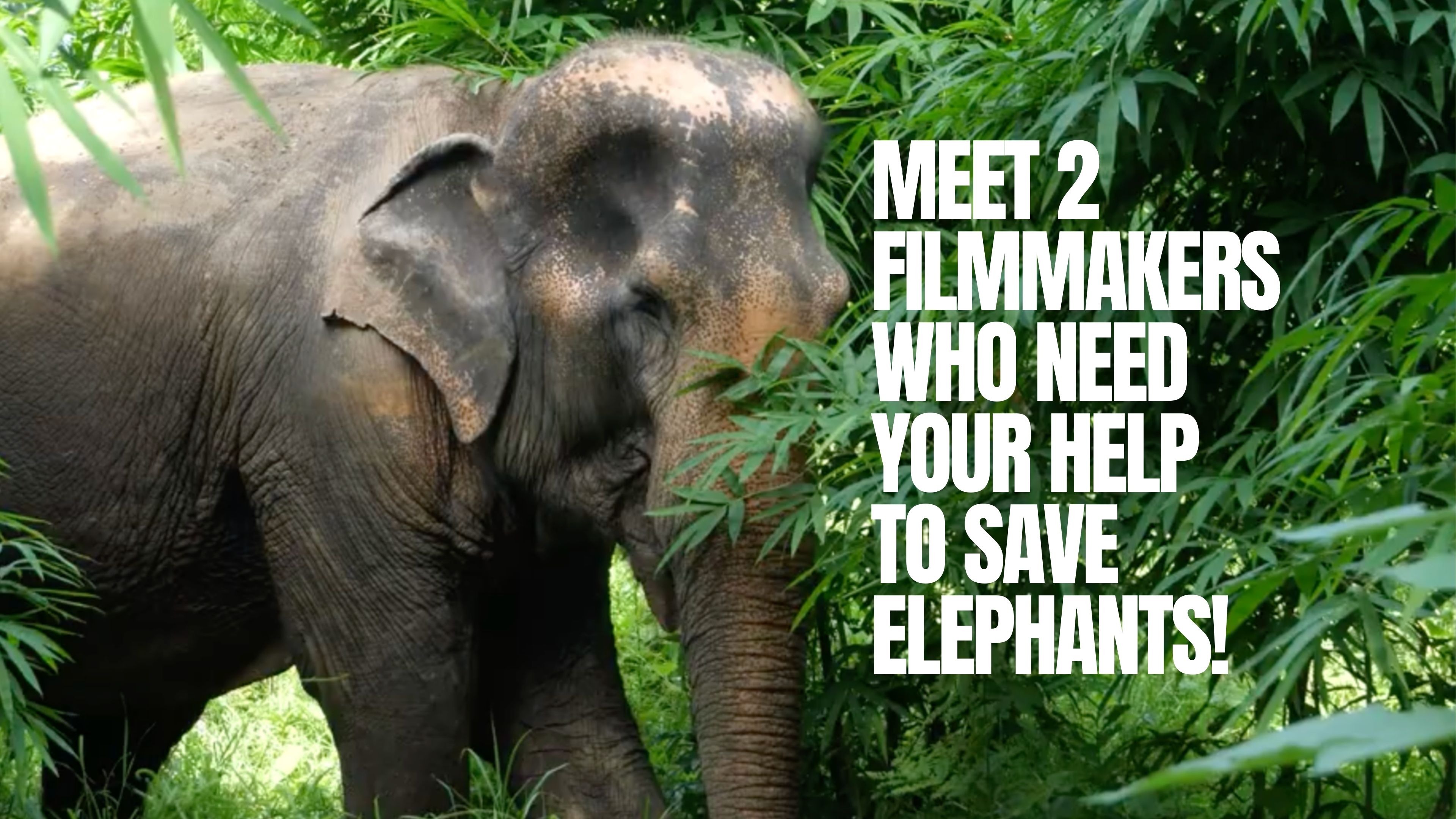 Let's Save Some Elephants NOW!!