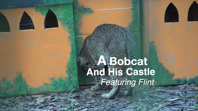 A Bobcat And His Castle