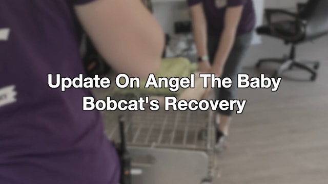 Update On Angel The Baby Bobcat's Recovery