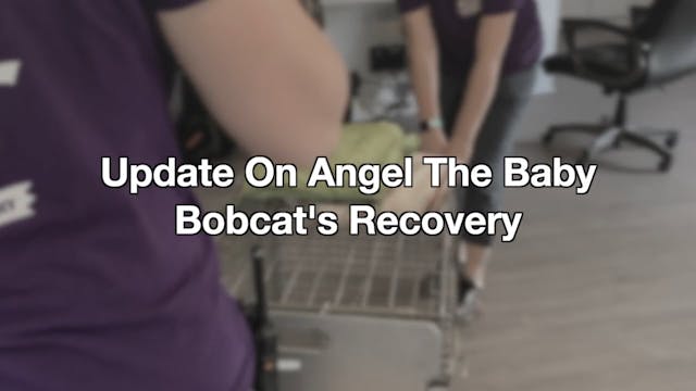 Update On Angel The Baby Bobcat's Rec...