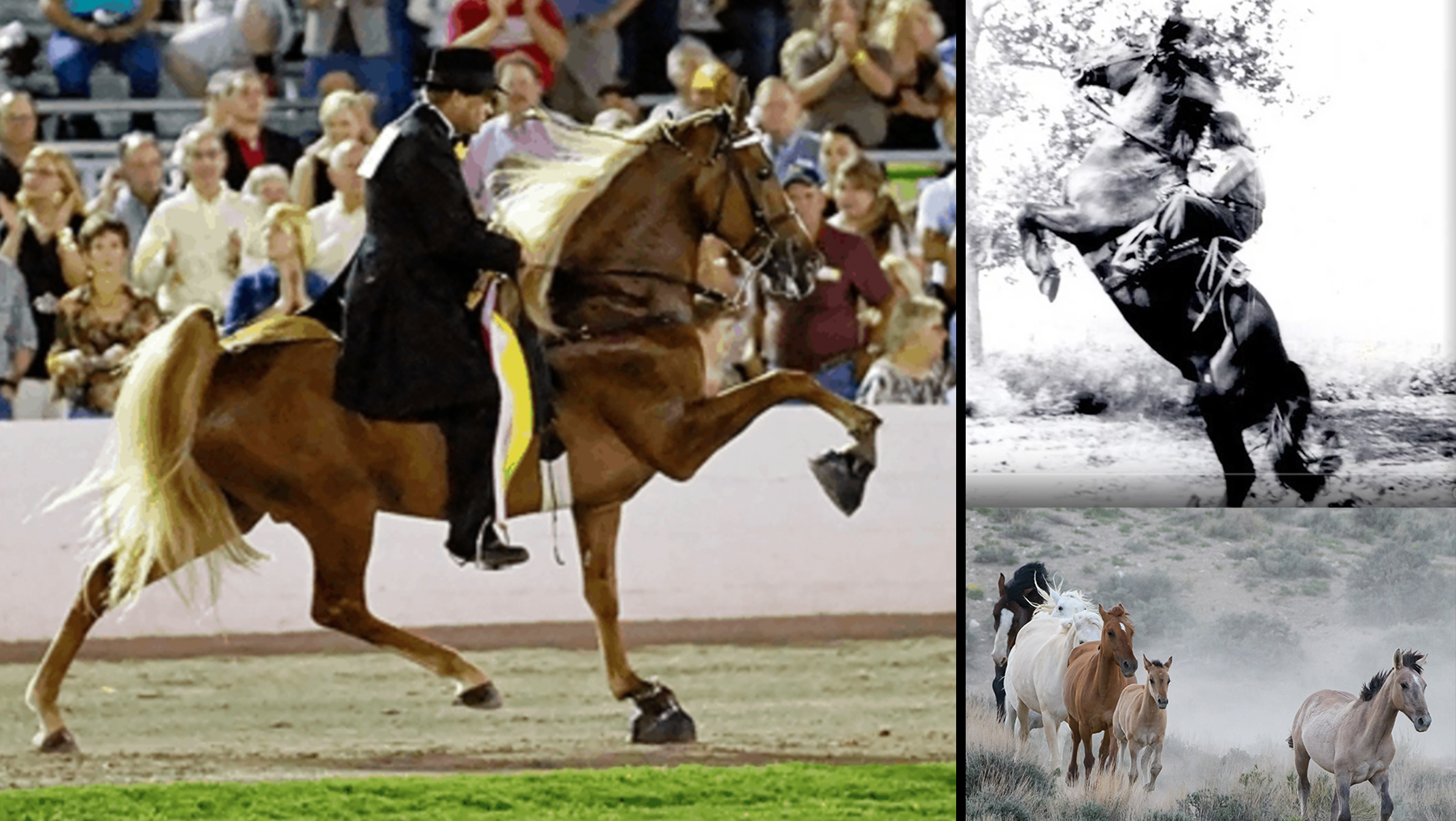 Exposing Horse Abuse for Entertainment and Profit!