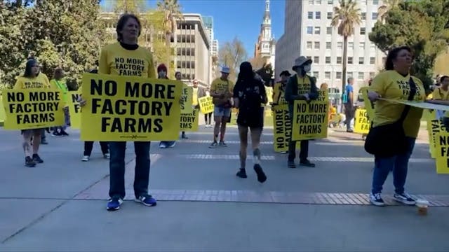 Help CA Bill to Ban Factory Farms
