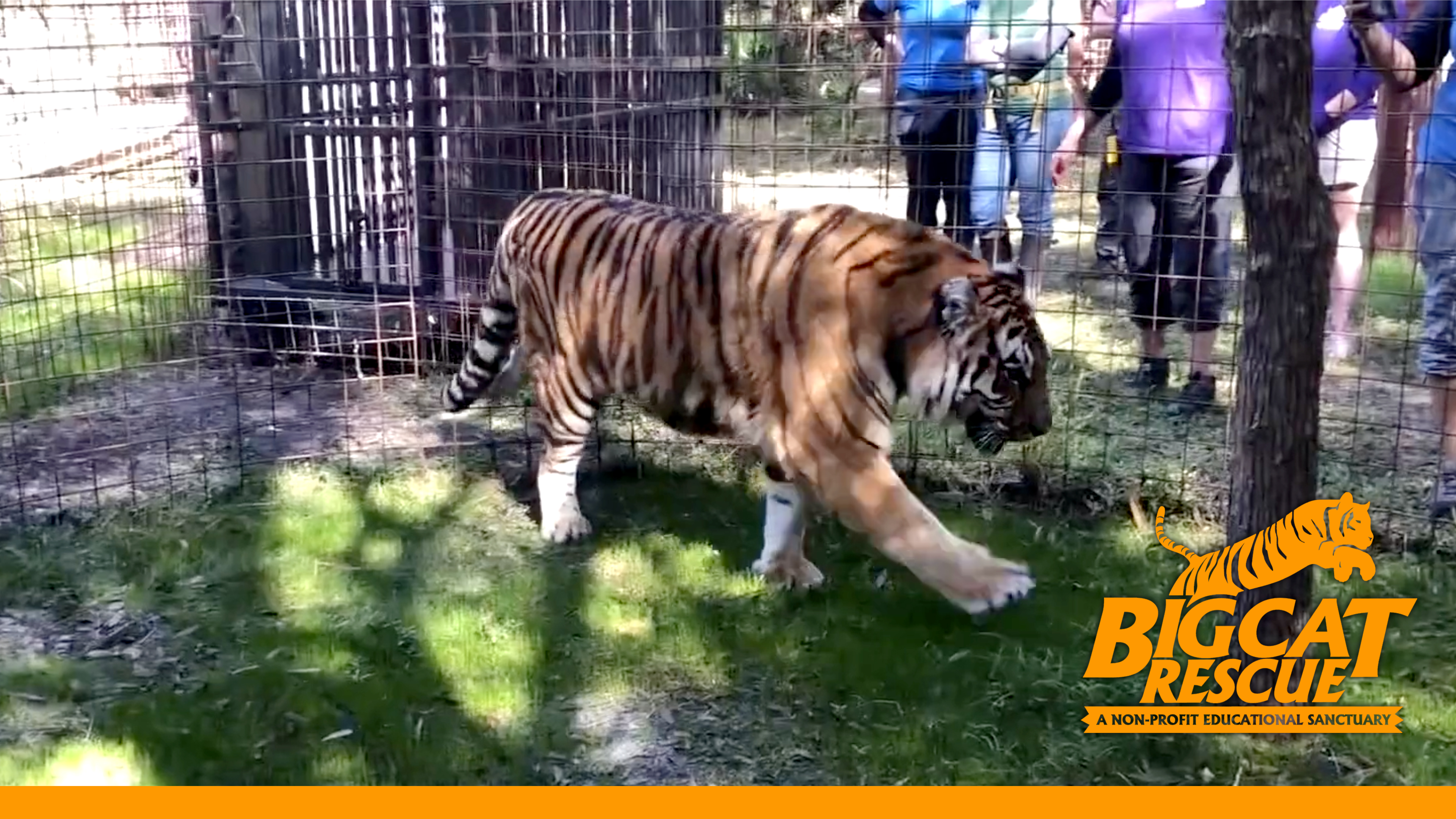 Tiger Touches Grass For The First Time - Final Episode