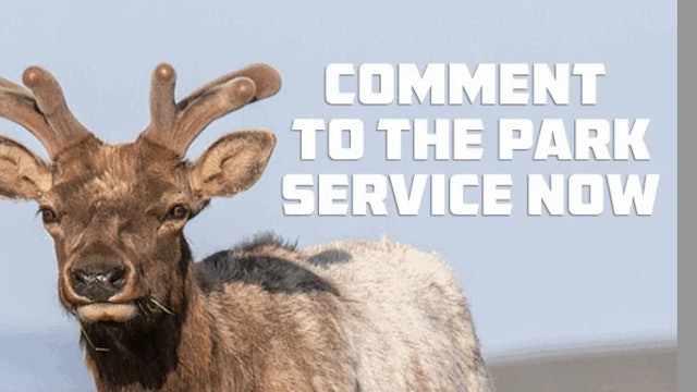 YOU Can Help Save Tule Elk from Dying of Thirst! 