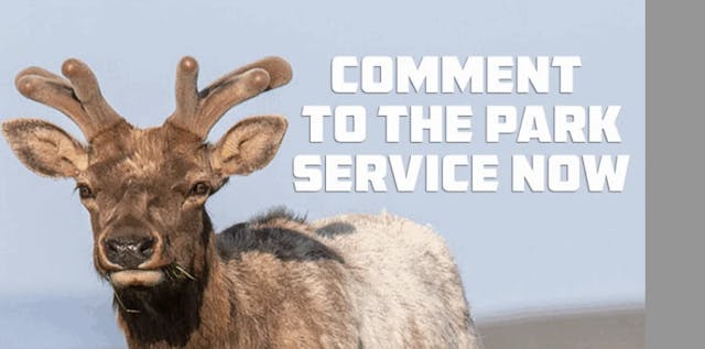 YOU Can Help Save Tule Elk from Dying...
