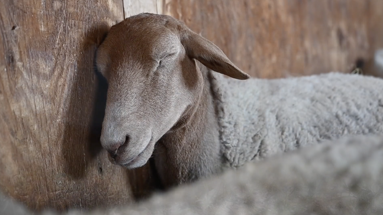 Rescue: Why It's So Vital. 