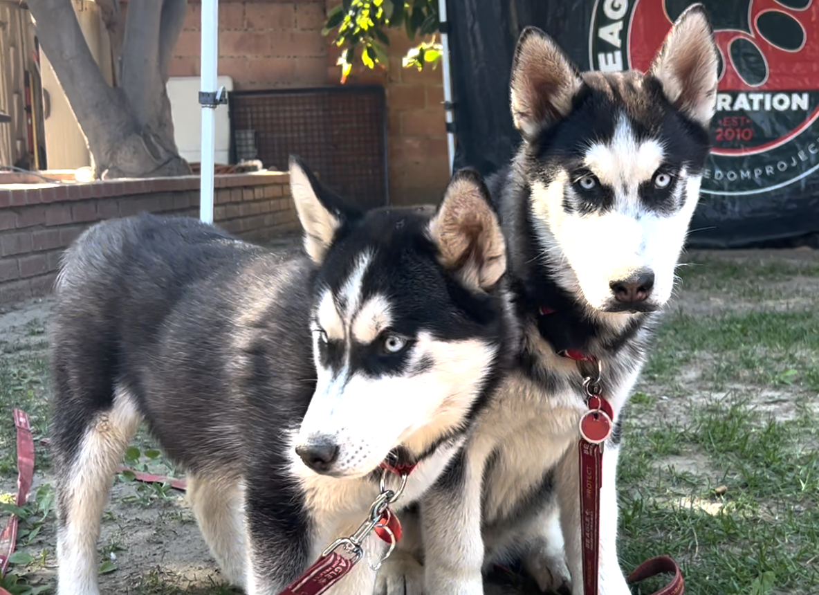 Rescued Huskies Need Good Homes!
