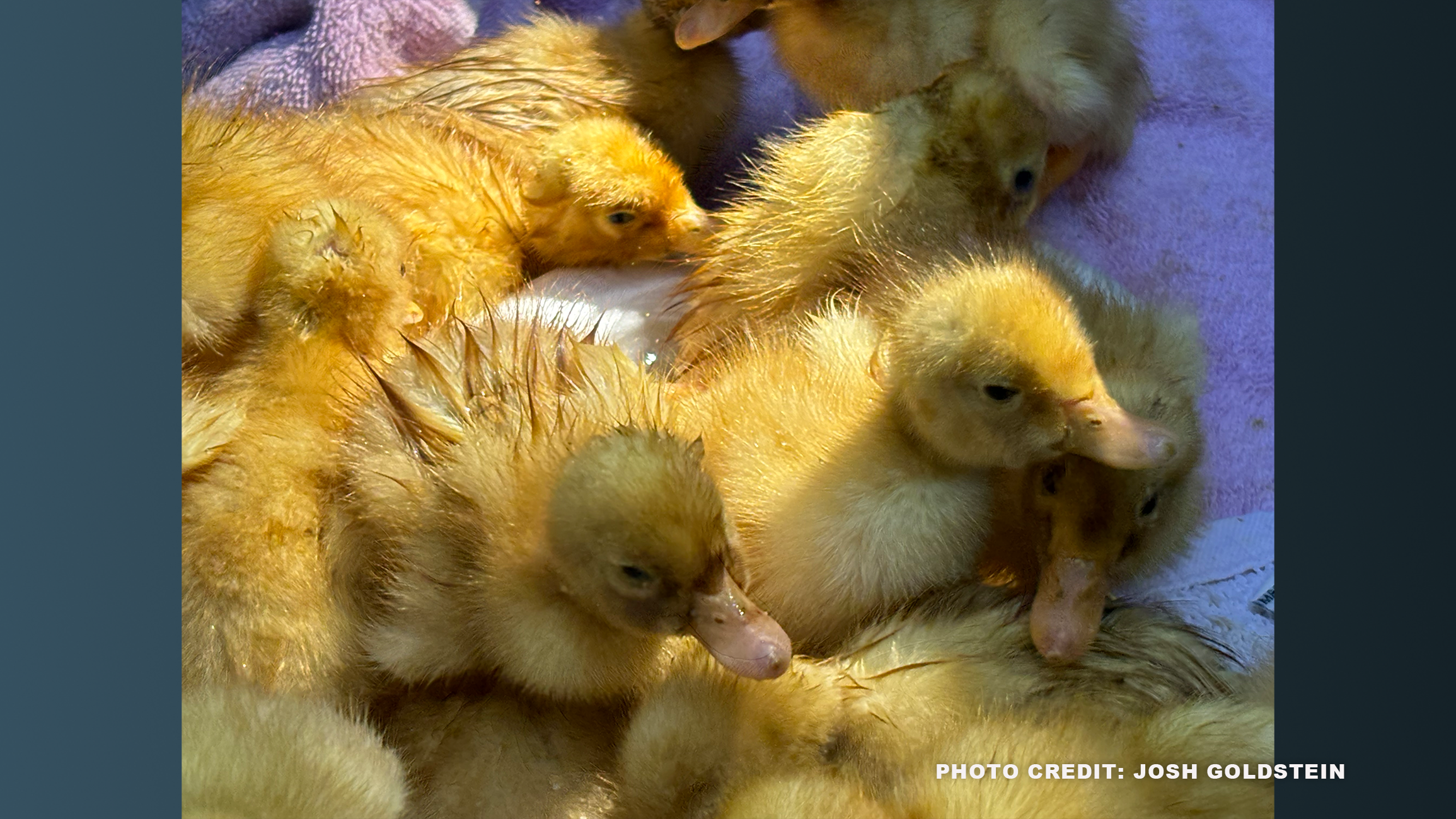 Hundreds of Ducklings Rescued!