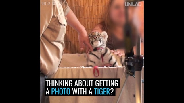 What You May Not Know About Cub Petting is Killing Them