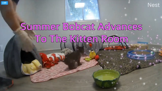Bobcat Kitten PLAYTIME