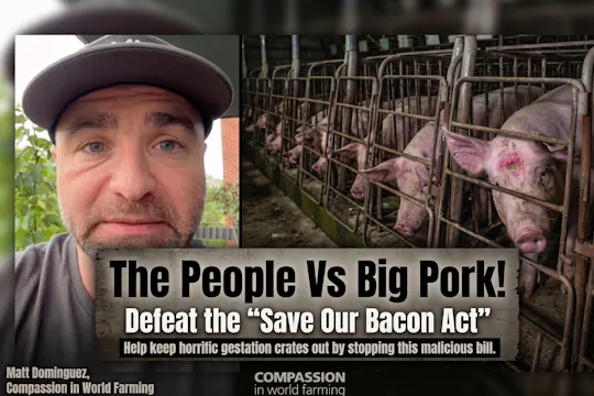 STOP THE SAVE OUR BACON ACT NOW!