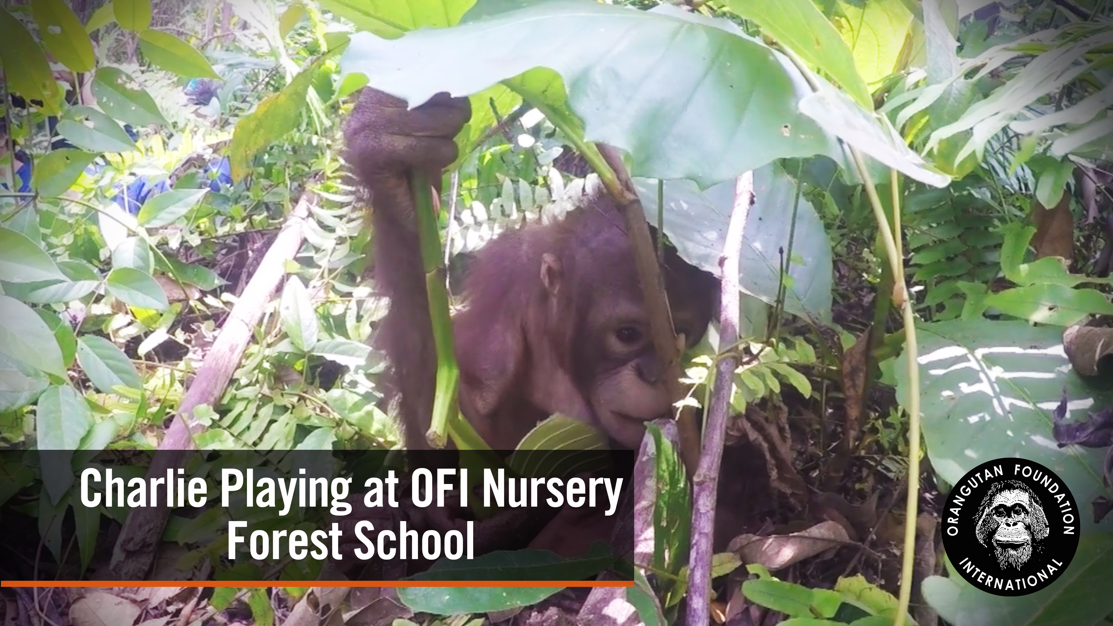 Charlie playing at OFI nursery forest school