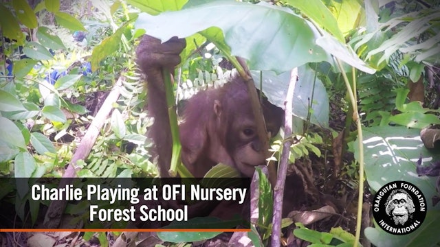 Charlie playing at OFI nursery forest school