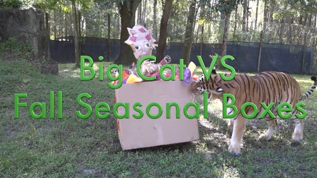 Big Cats VS Boxes